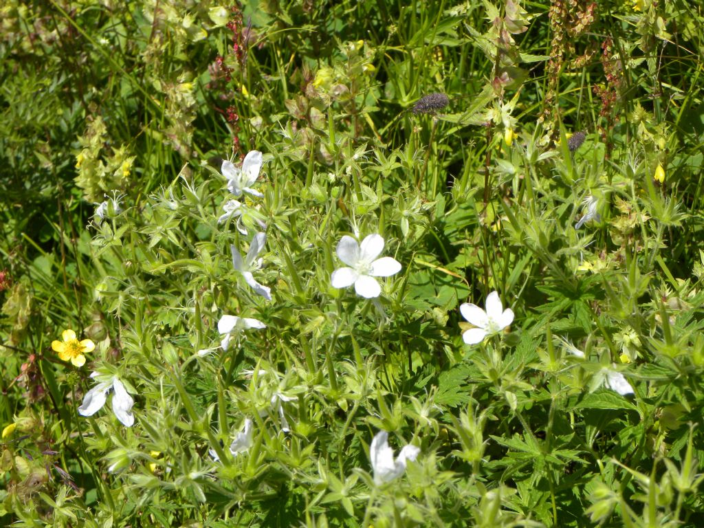 Geranium rivulare